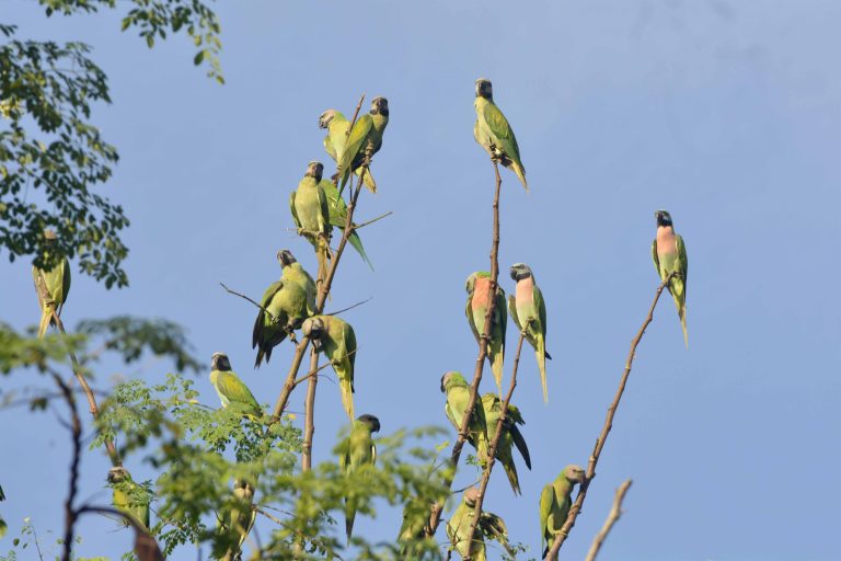 5bfd7d6e6c69ebe4a57650d5_parrot neil