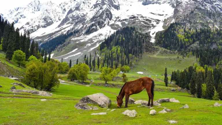 jammu and kashmir tour packages